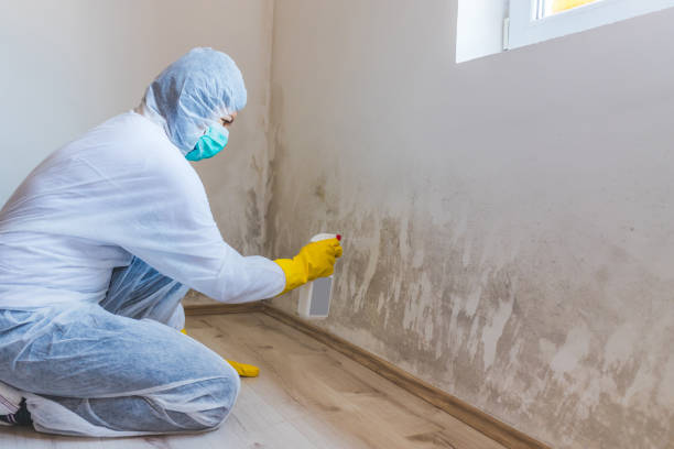 Mold Remediation specialist working in Hillside