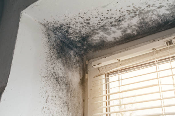 Mold Removal service in Hillside